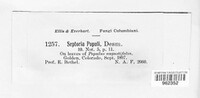 Mycosphaerella populi image